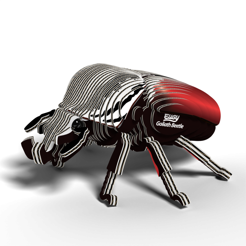 Eugy-Goliath Beetle (ctn 6 pcs)