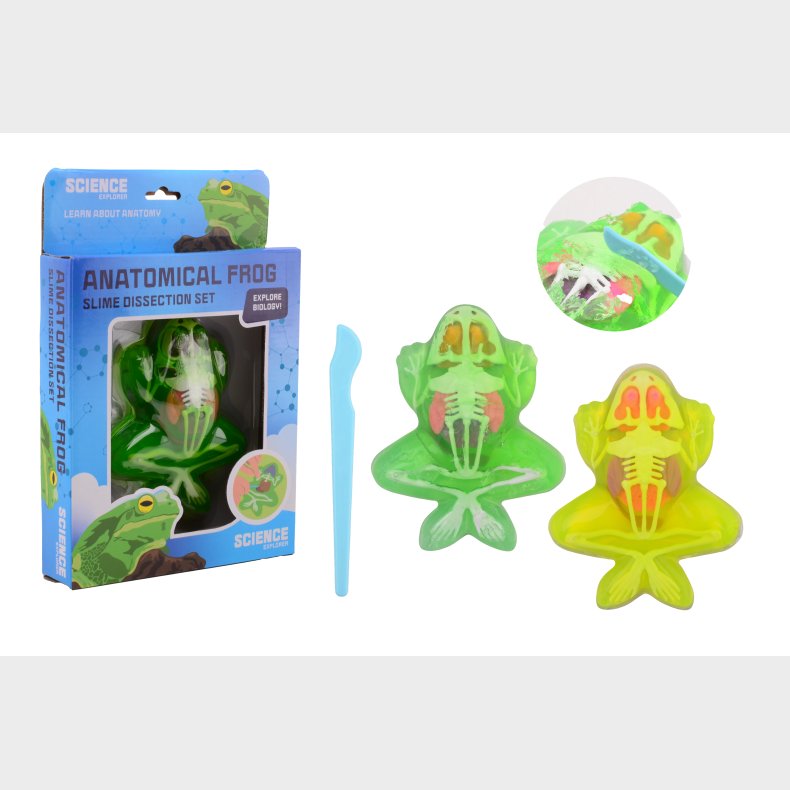 Science Explorer frog anatomy slime (ctn 12 pcs)