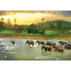 Rainforest 1000 pcs, Smart Cut (ctn 6 pcs)