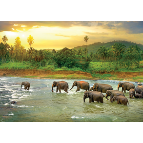 Rainforest 1000 pcs, Smart Cut (ctn 6 pcs)