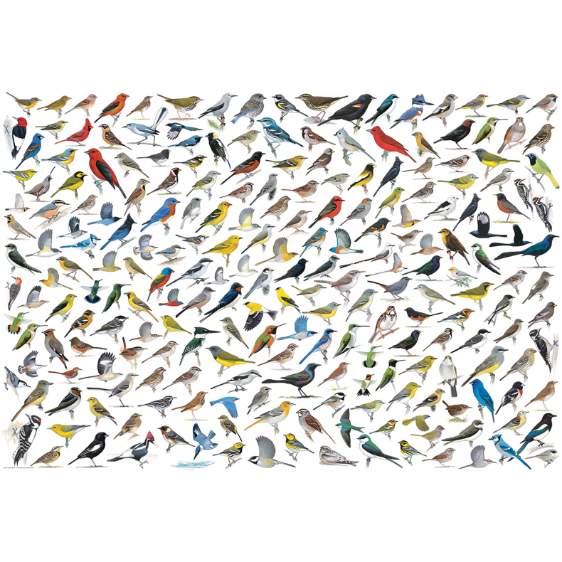 The World of Birds, 2000 pcs (ctn 6 pcs)
